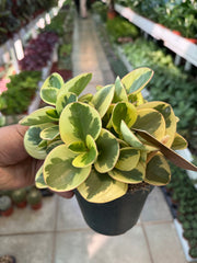 peperomia obtusifolia variegata