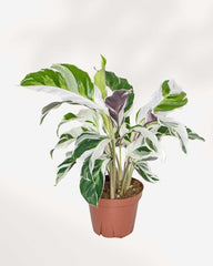 calathea white fusion