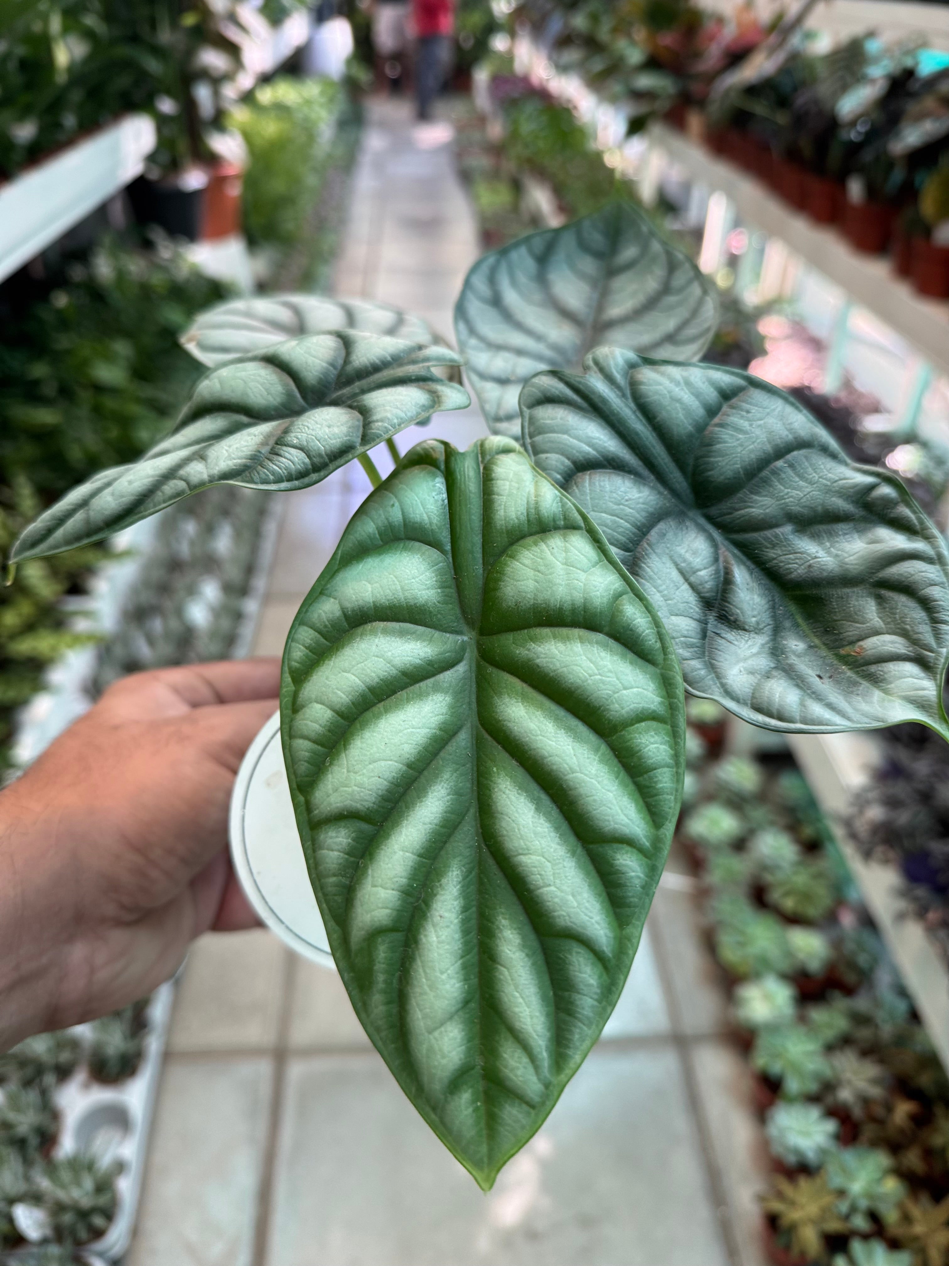 Alocasia Silver Dragon