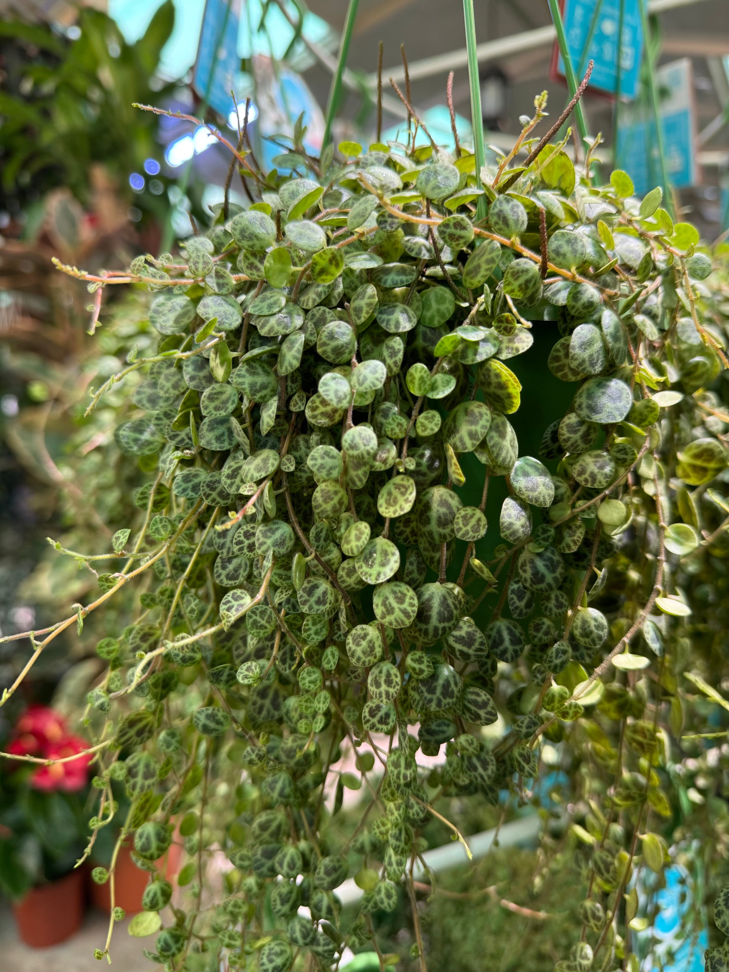String of turtle Hanging