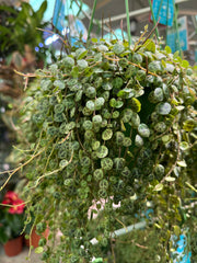 String of turtle Hanging