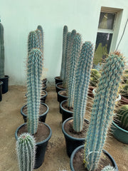 White Cactus – 140 CM | Bold. Elegant. Modern.