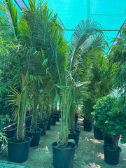 Coconut Palm – 3.5 cm Approx.) | With Nursery Pot