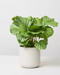 Calathea Orbifolia small