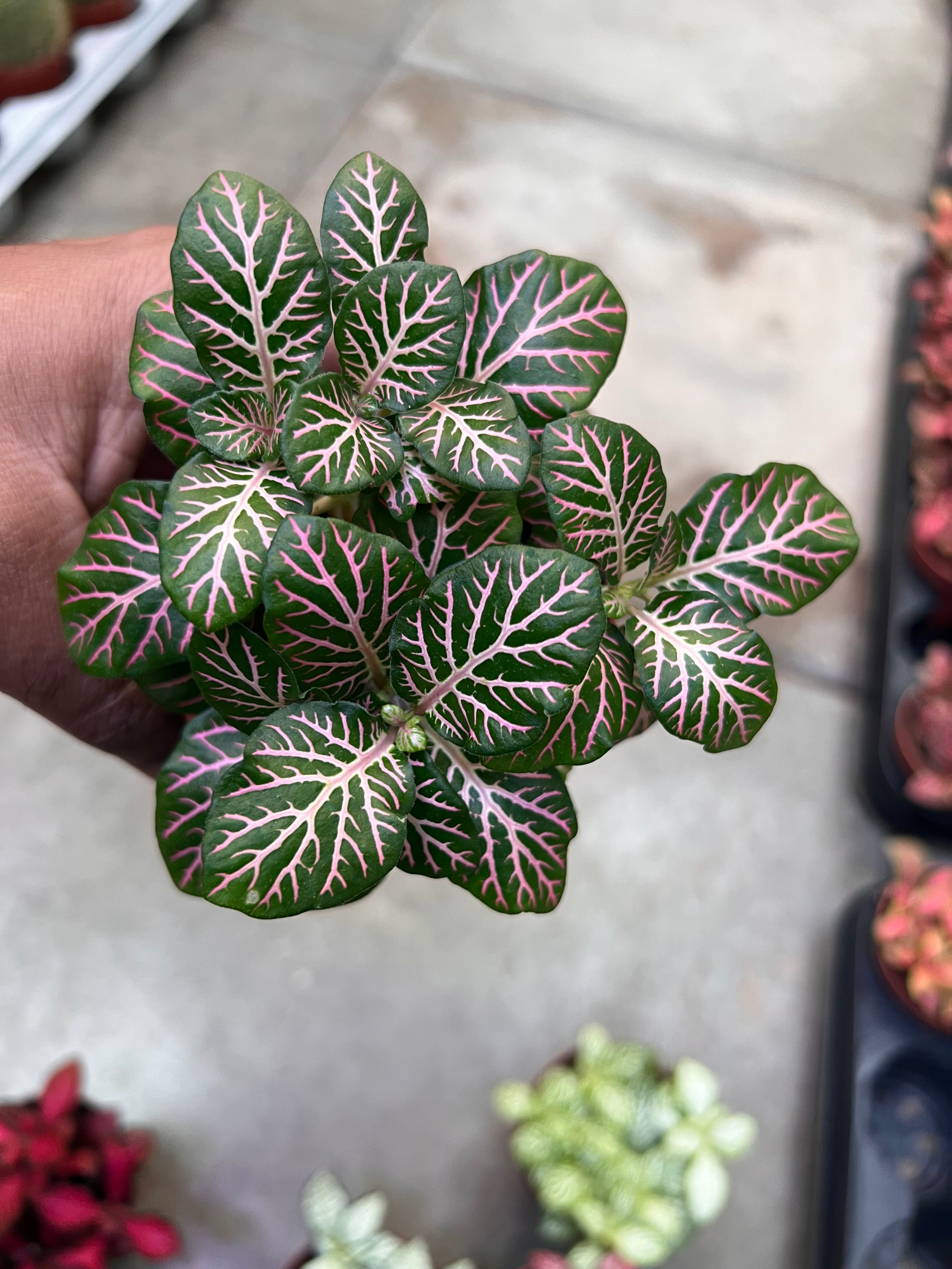 Fittonia (Nerve Plant)