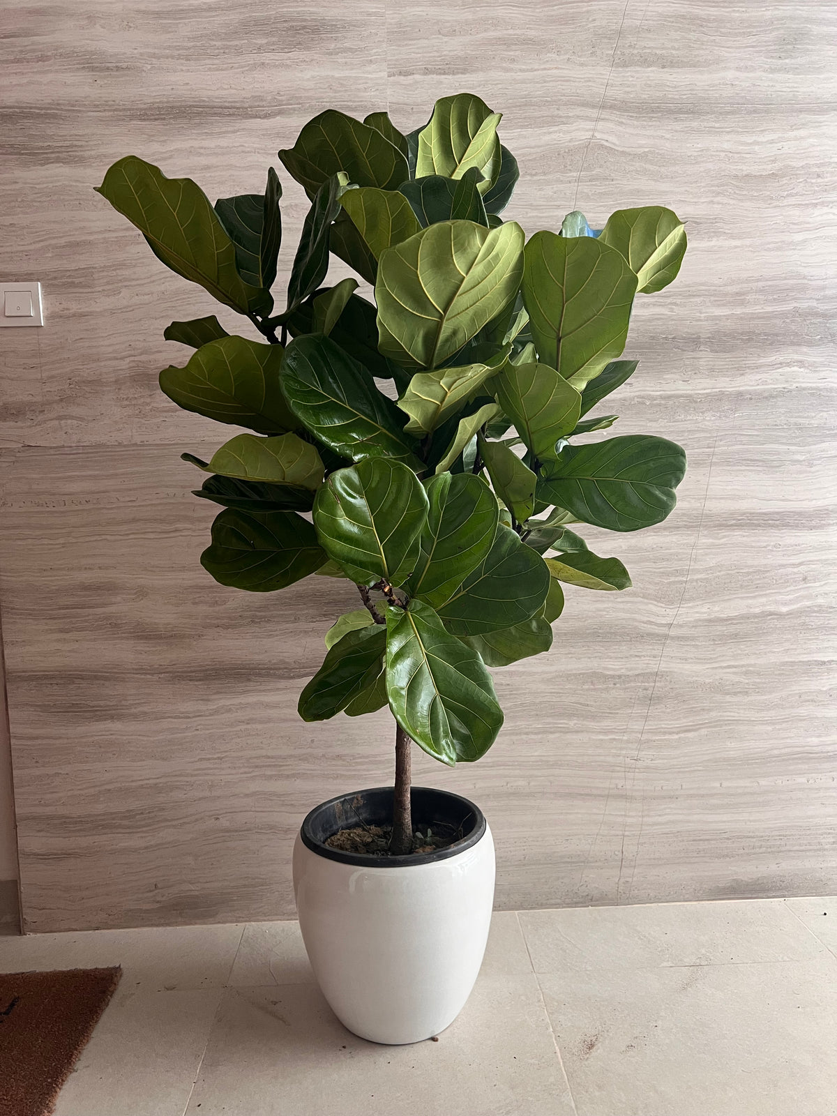 🌿 Ficus Lyrata Fiddle Leaf Fig Plant in White Ceramic Pot (150 – 170 cm)