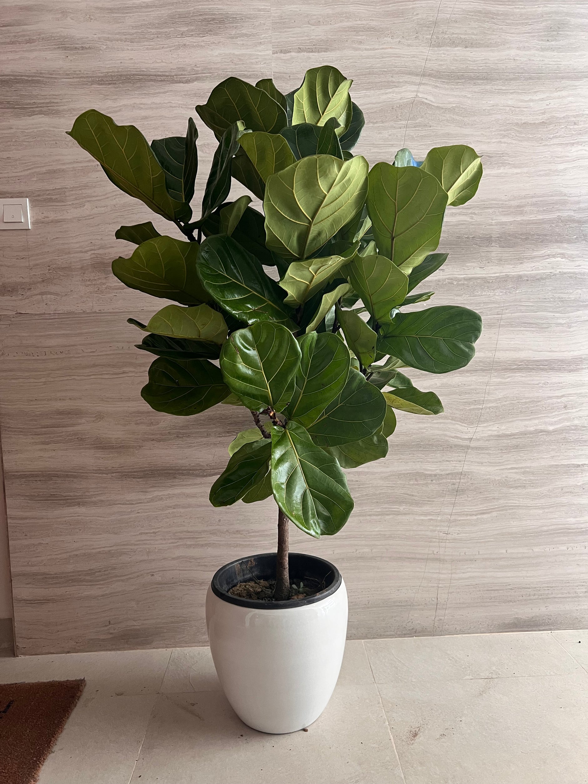 white pot for fiddle leaf fig 🌿 Ficus Lyrata Fiddle Leaf Fig Plant in White Ceramic Pot (150 – 170 c – Plant Station