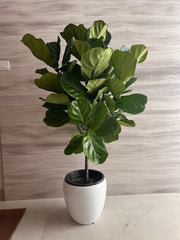 🌿 Ficus Lyrata Fiddle Leaf Fig Plant in White Ceramic Pot (150 – 170 cm)