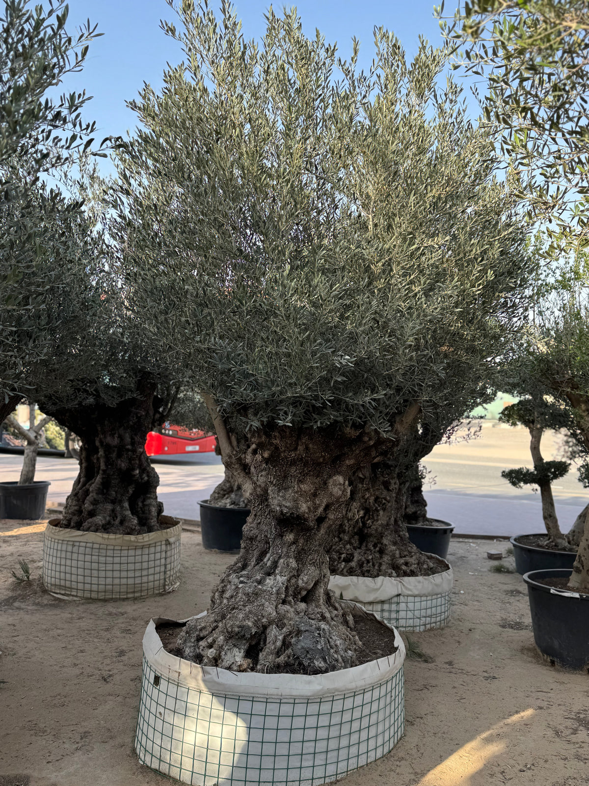Olive Tree – Gnarled Old Trunk | Height approx. 2.8 m (280 cm)