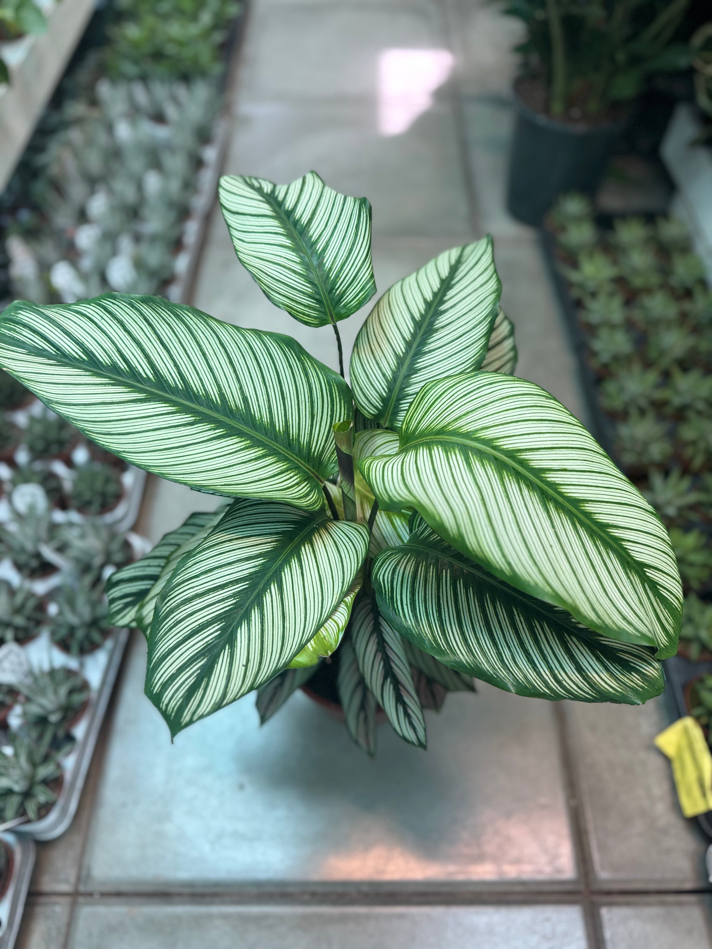 Calathea White Star