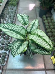 Calathea White Star