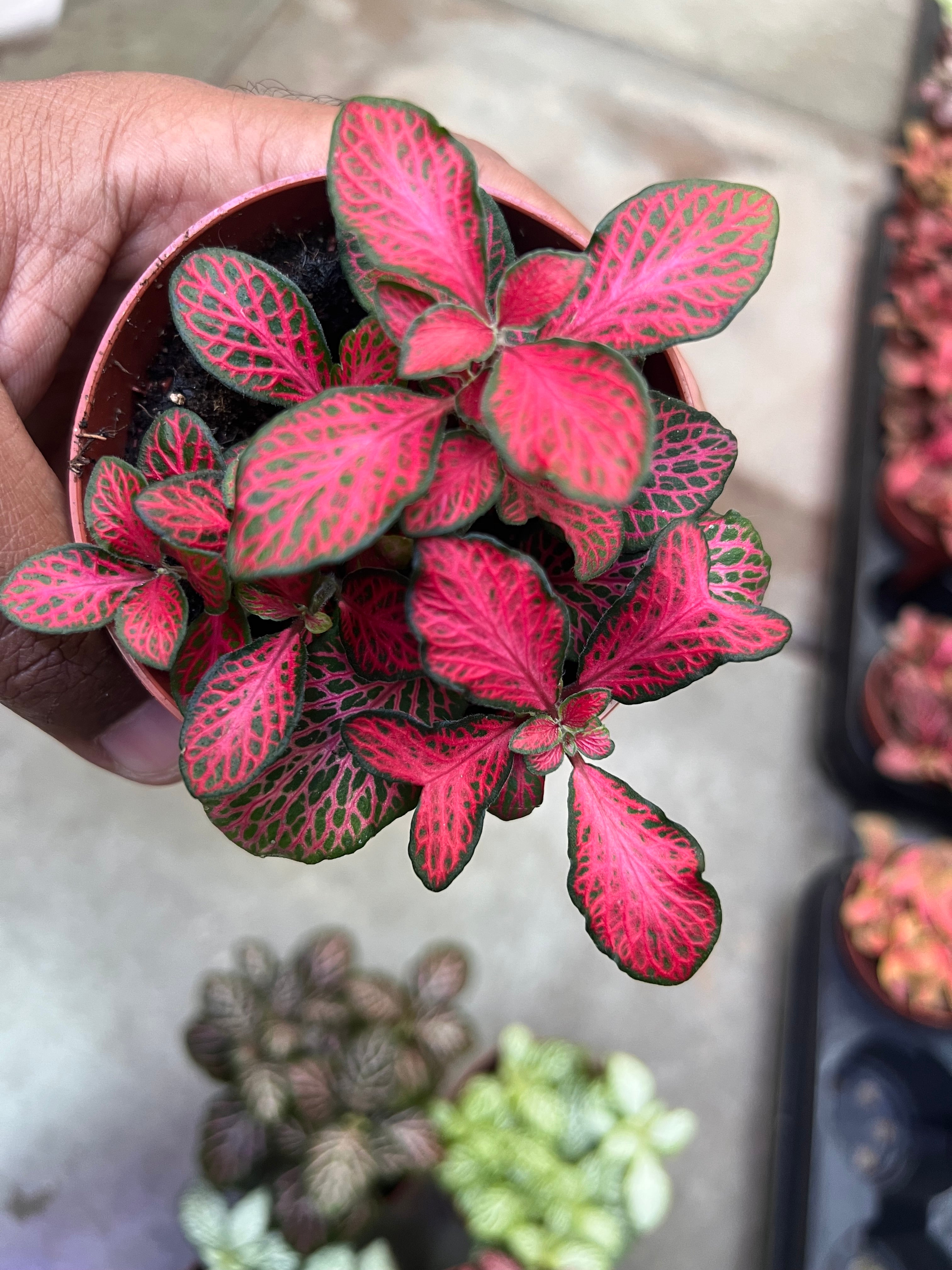 Fittonia (Nerve Plant)