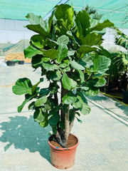 Fiddle Leaf Fig (Ficus Lyrata) – 200 cm Premium Indoor Tree