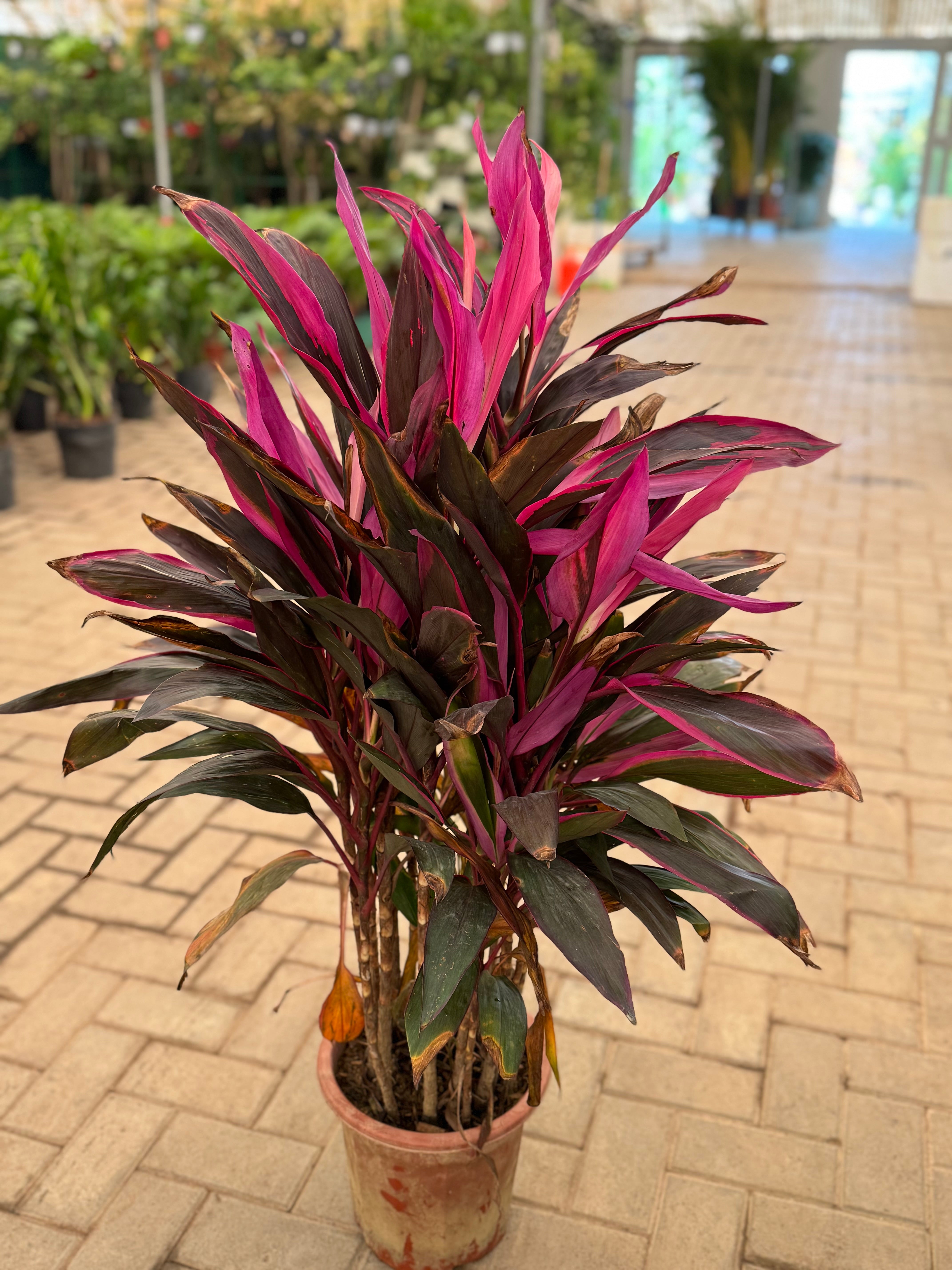 Cordyline Red / Ti Plant – Premium Color Foliage