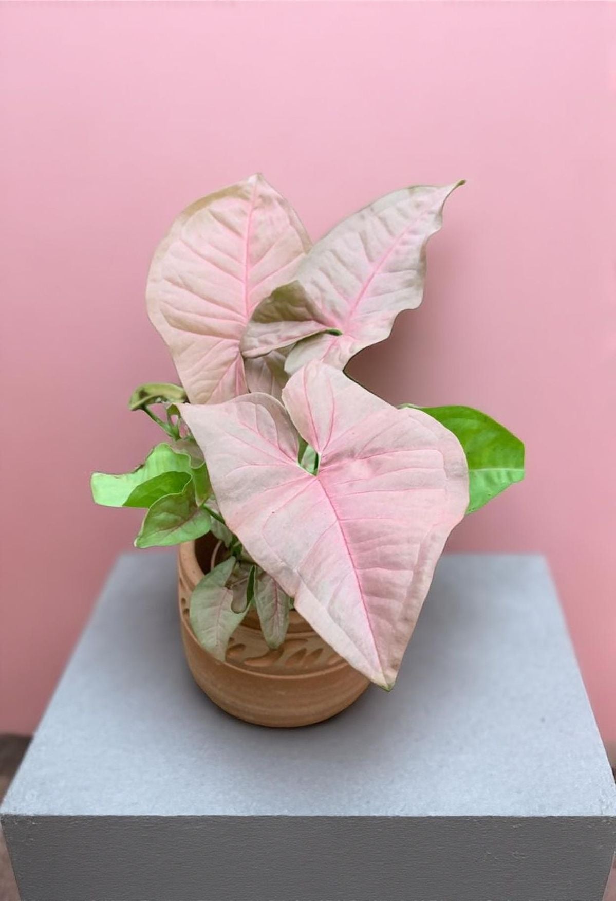 Syngonium ‘Neon Pink’