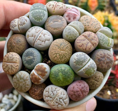 Lithops