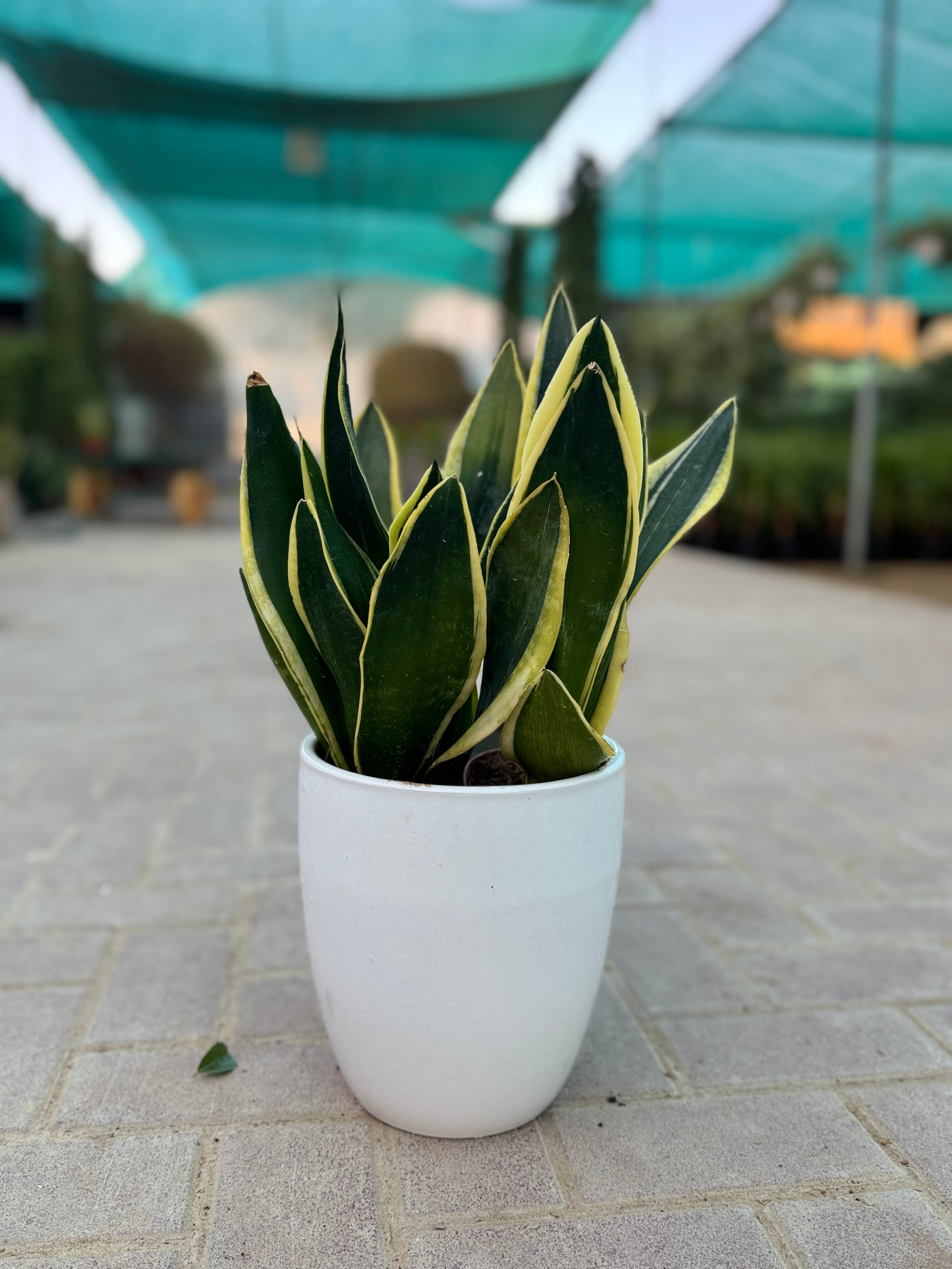 Three Plant Bundle – Two Snake Plants & One Zamia 45 cm
With Premium White Ceramic Pot Bundle