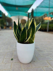 Three Plant Bundle – Two Snake Plants & One Zamia 45 cm
With Premium White Ceramic Pot Bundle