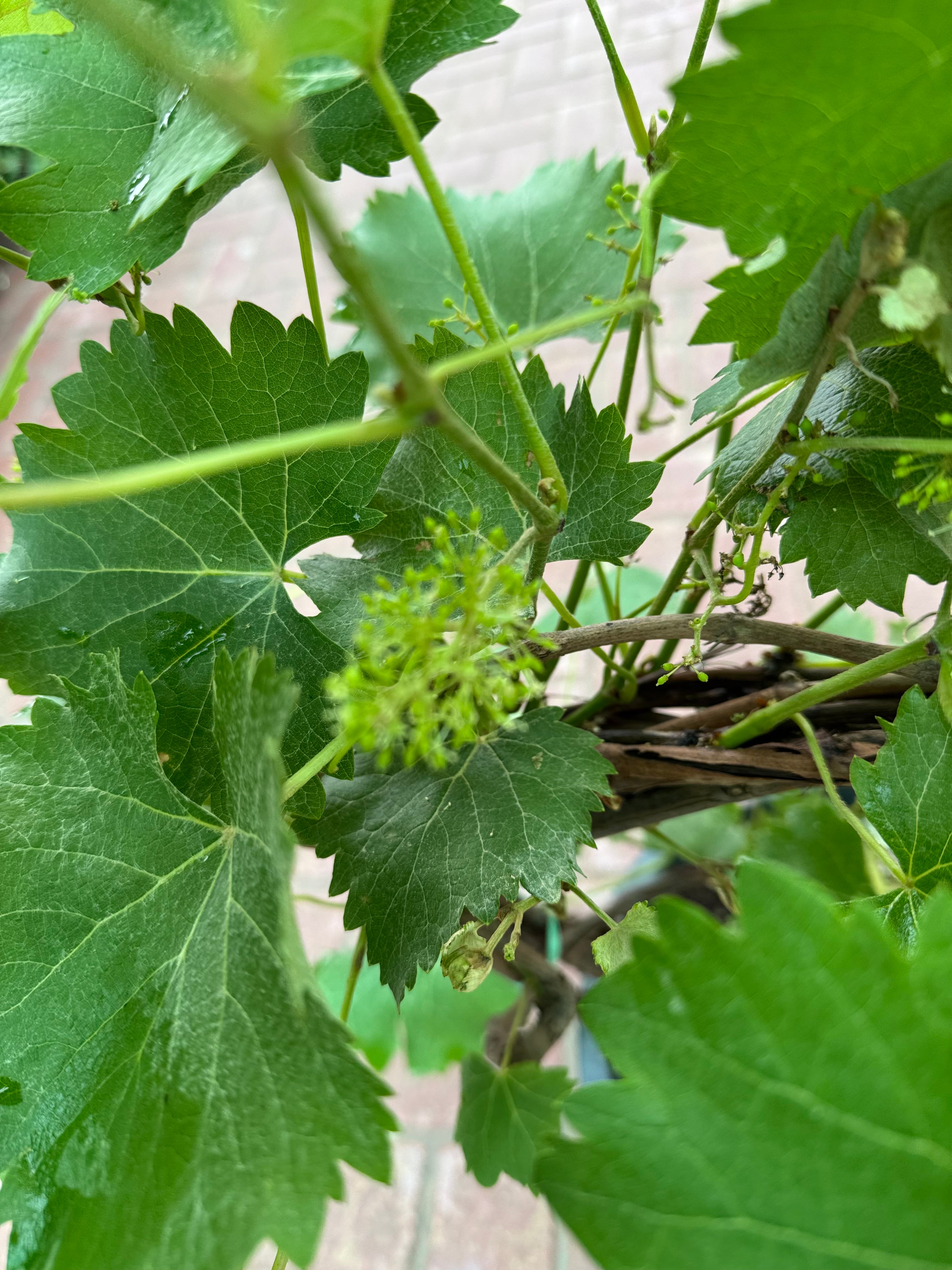 Grape Vine Plant (Vitis) – With Nursery Pot