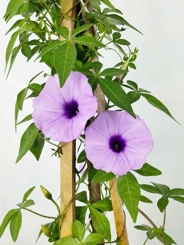 Ipomoea Climber