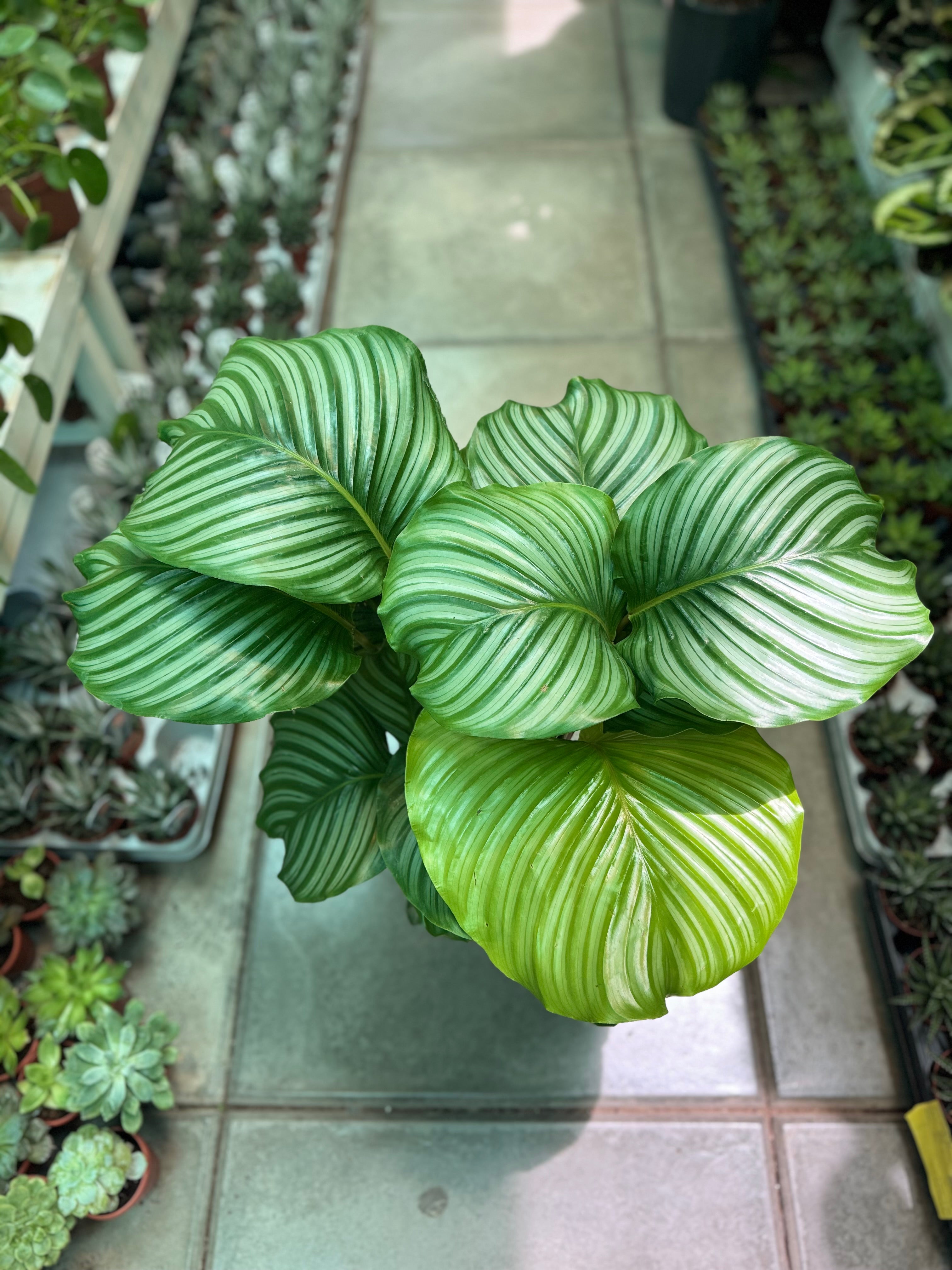 Calathea Orbifolia Big