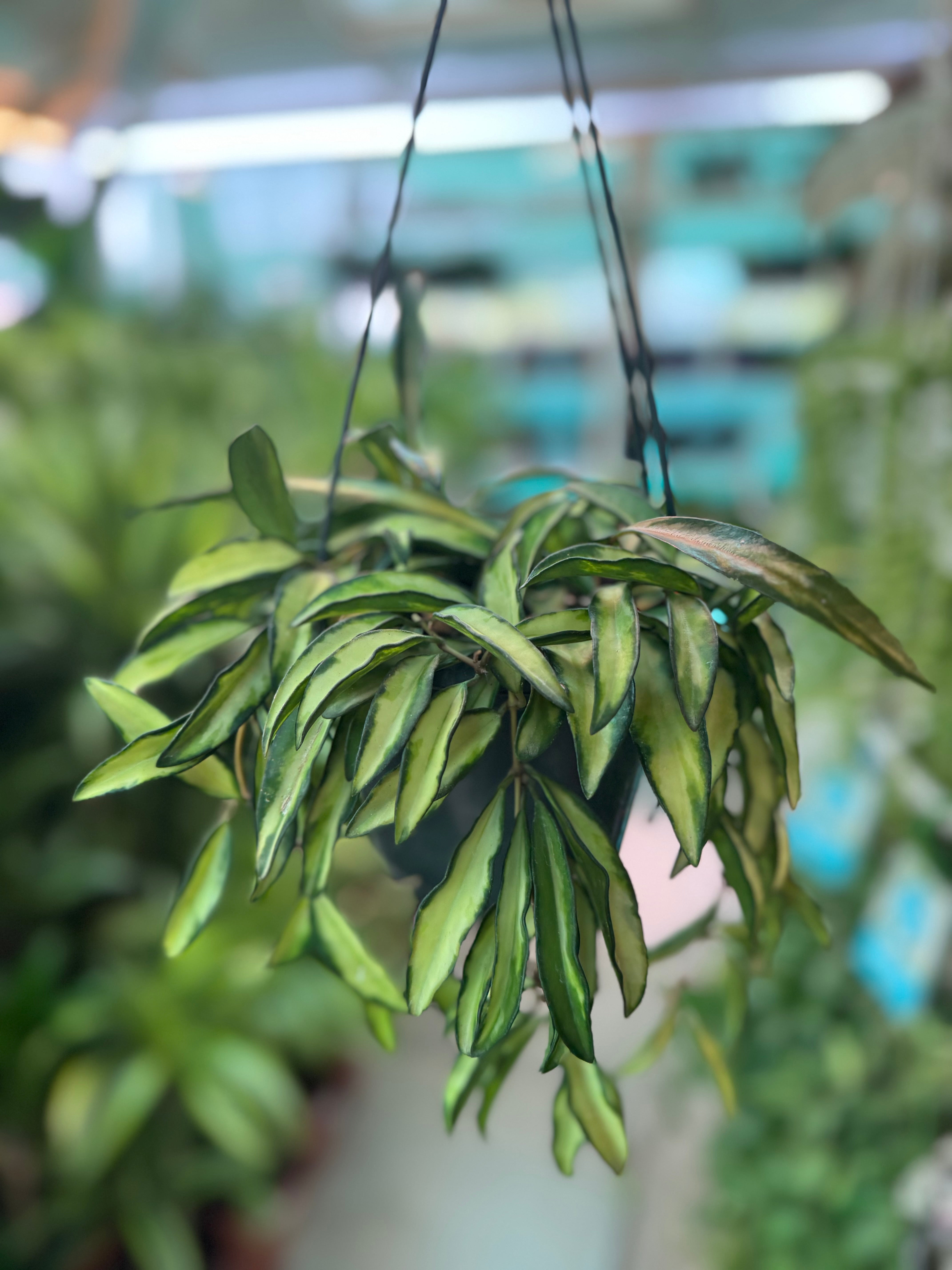 Hoya Wayetii Hanging