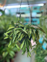 Hoya Wayetii Hanging
