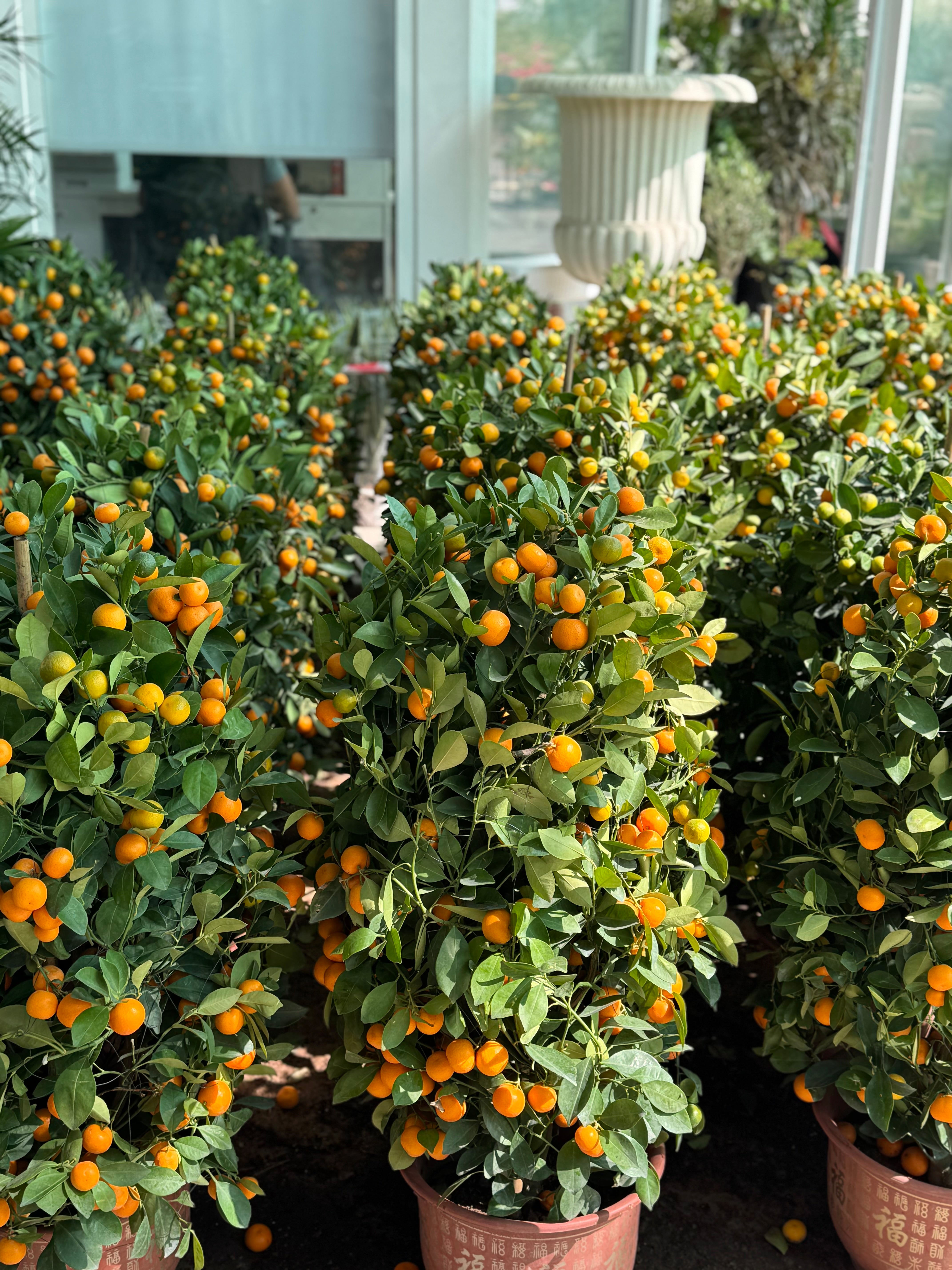 Citrus Lime in Ceramic Pot in UAE