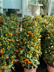 Citrus Lime in Ceramic Pot in UAE