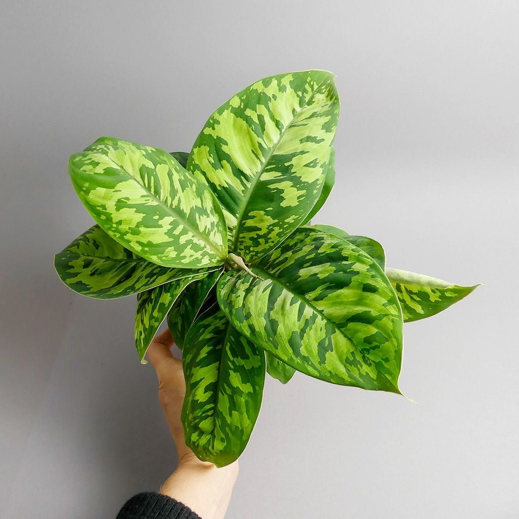 Homalomena 'Camouflage'