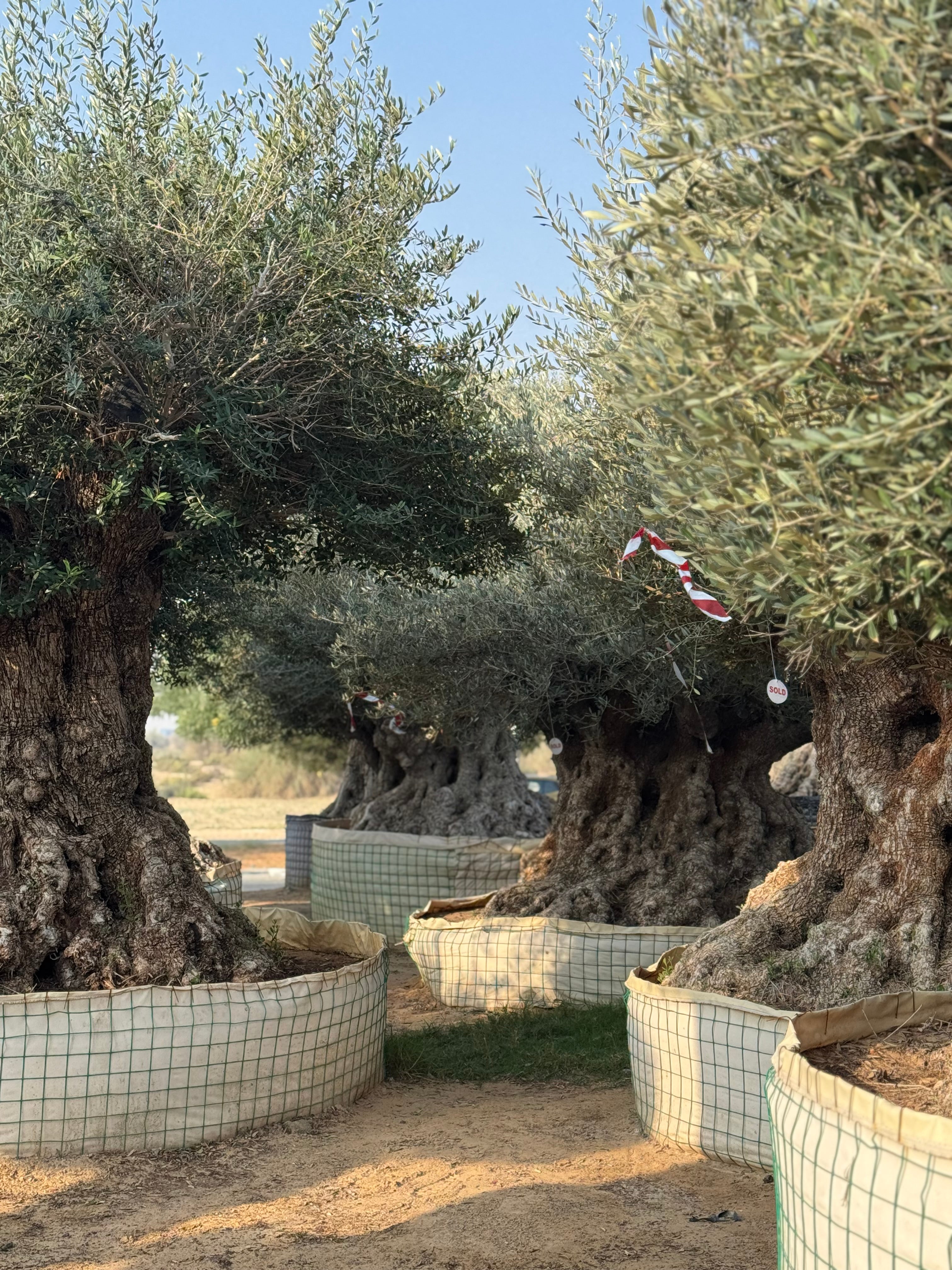 Ancient Olive Tree – Majestic & Timeless Statement Tree