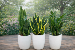 Three Plant Bundle – Two Snake Plants & One Zamia 45 cm
With Premium White Ceramic Pot Bundle