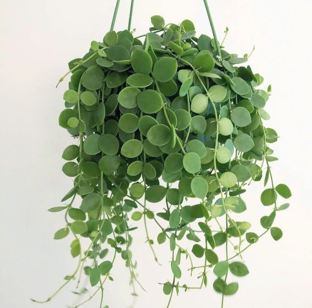 String of Nickels Hanging