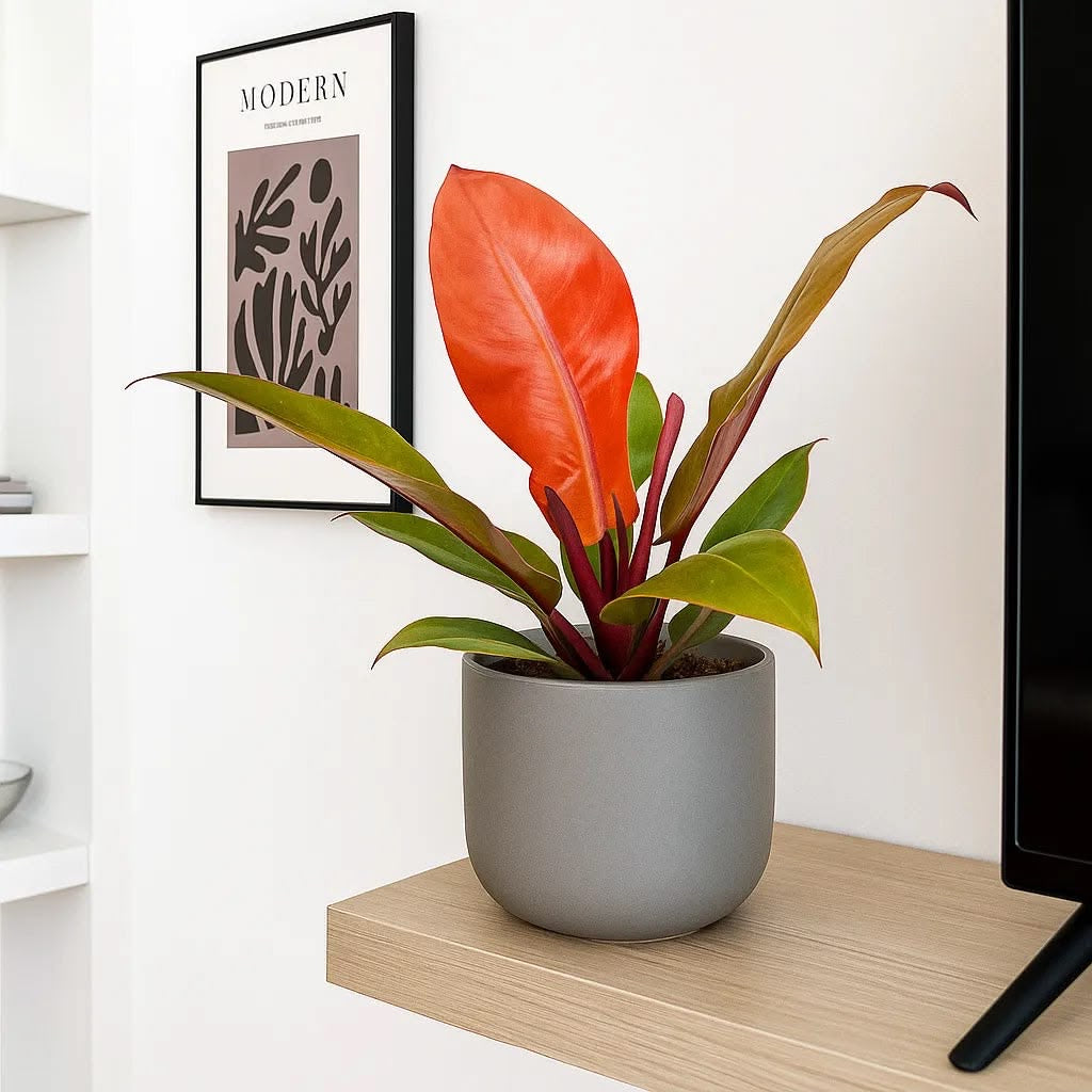 Philodendron ‘Prince of Orange’