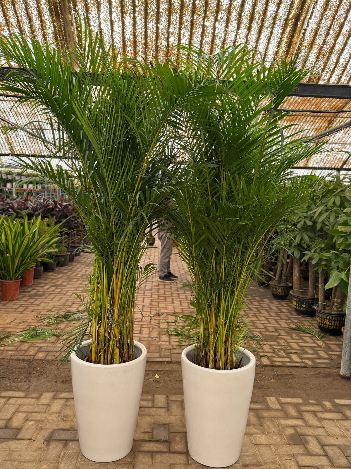 Premium Bundle – Two Areca Palm 200 cm with Ceramic Pots –