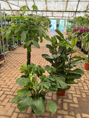 🌿 Premium Green Trio Bundle – With White Ceramic Pots 90 to 110 cm