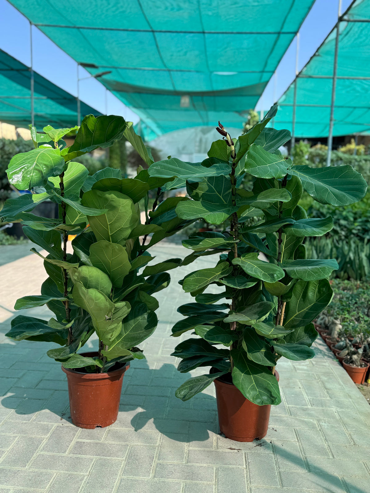 🌿 Fiddle Leaf Fig Plant – 2 Pcs Combo | Indoor Plants with Pot (Beginner Friendly)