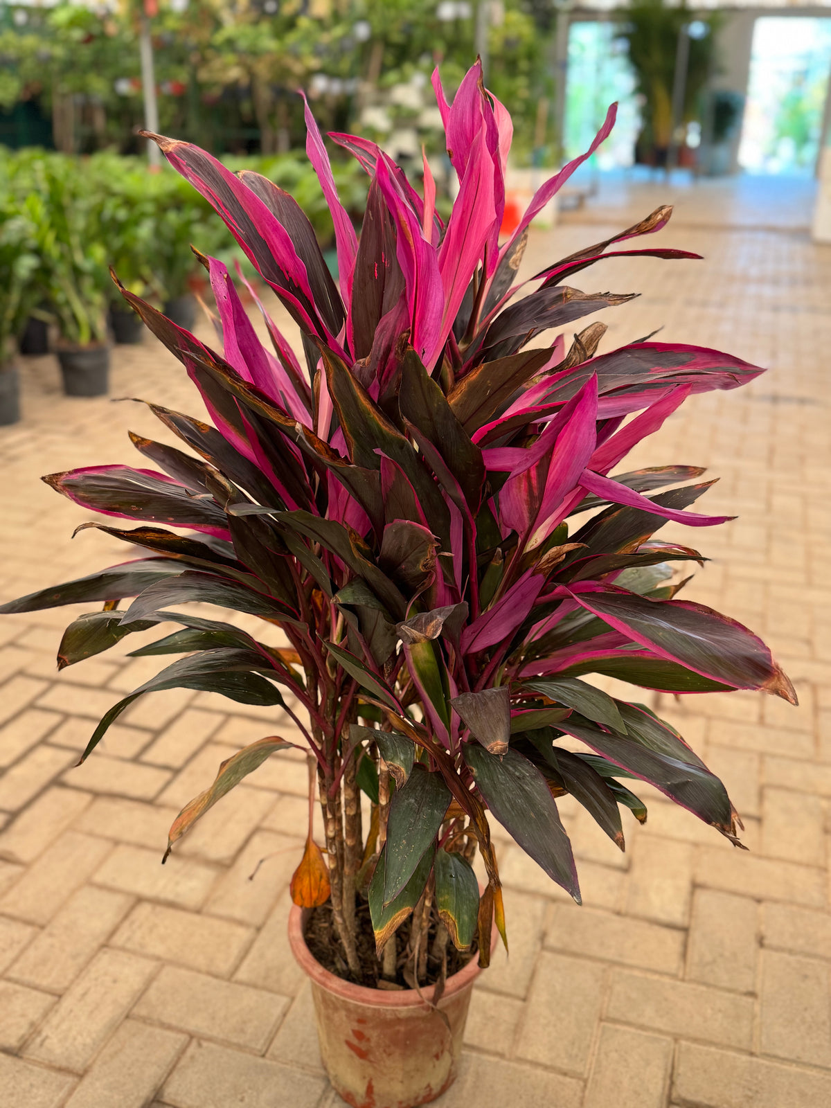 Cordyline Red / Ti Plant – Premium Color Foliage
