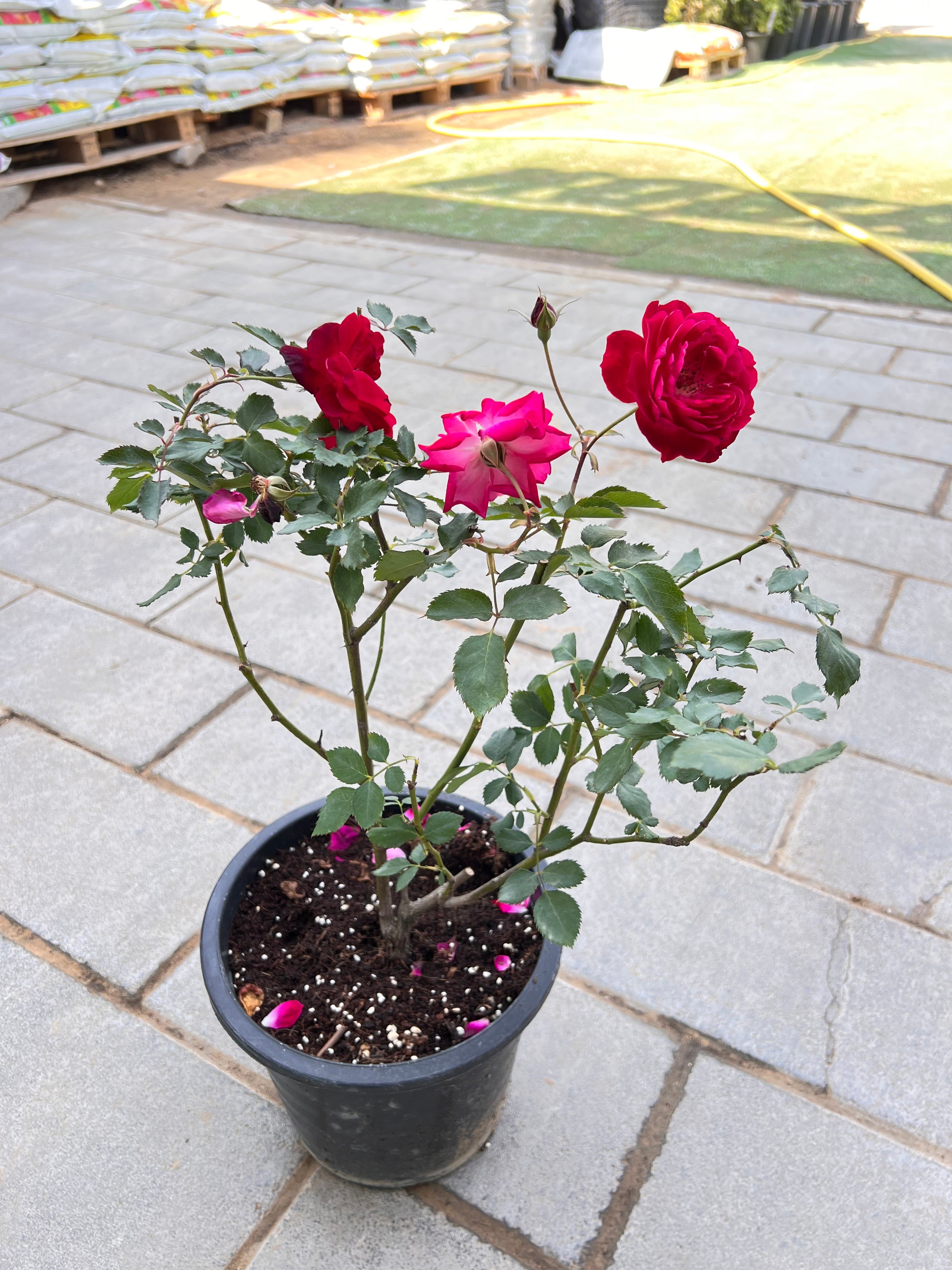 Rose pakistan