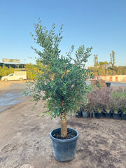 Olive Tree – 200 cm with Nursery Pot