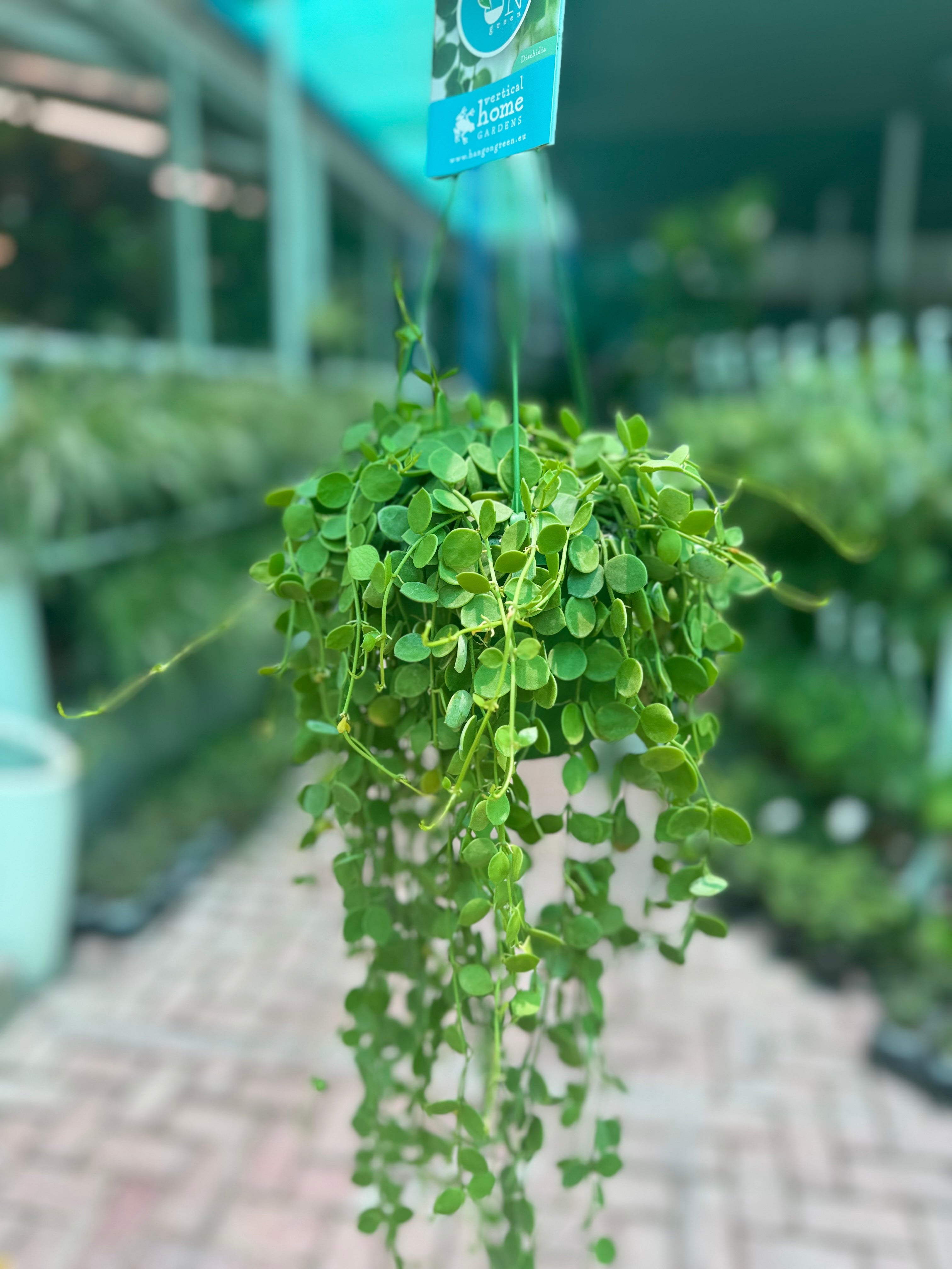 String of Nickels Hanging