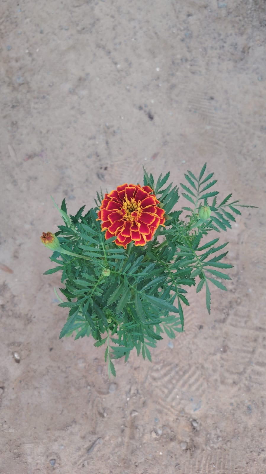 Marigold Flower Box – 30pcs Mixed Colours