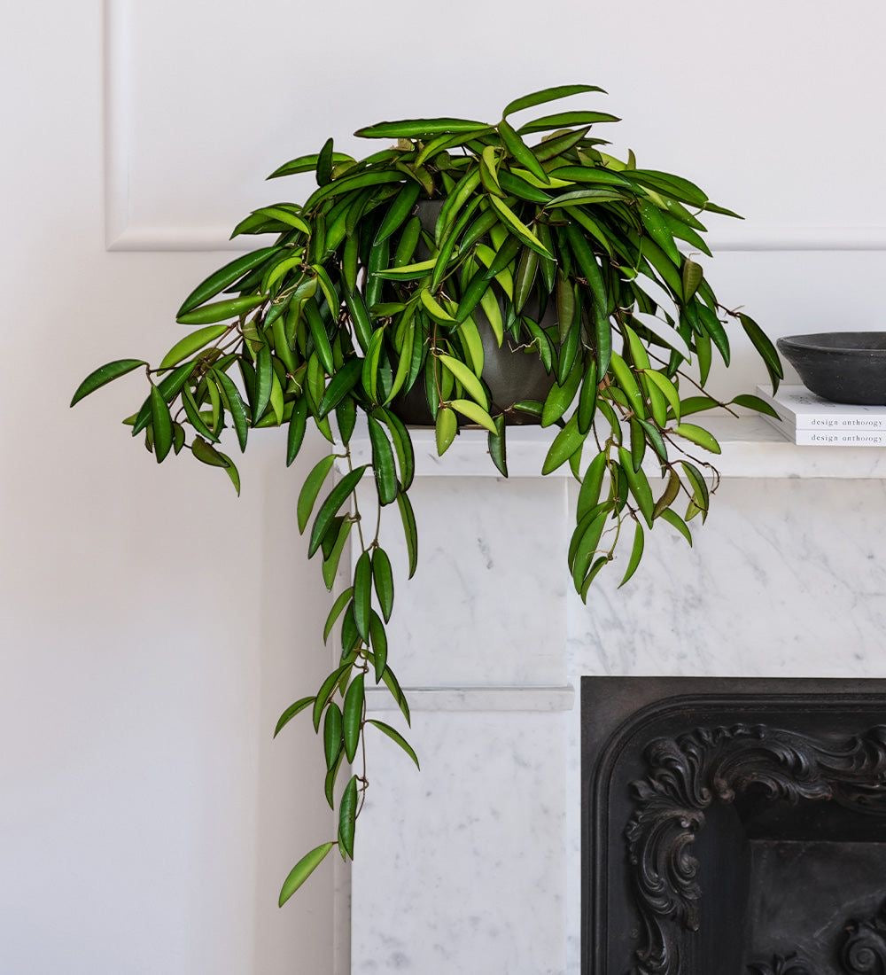 Hoya Wayetii Hanging