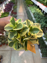 peperomia obtusifolia variegata