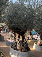 Olive Tree – Gnarled Old Trunk | Height approx. 2.8 m (280 cm)