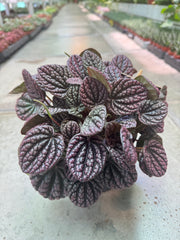 Peperomia Red Luna