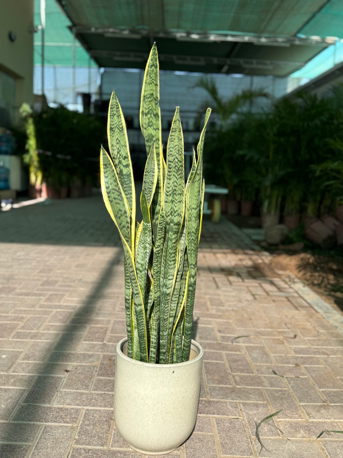 🌿 Snake Plant (Sansevieria) | Indoor Plant with Pot (Beginner Friendly)