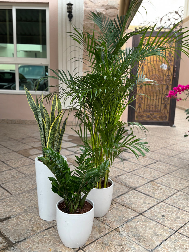 areca palm snake plant and money plant 🌿 Areca Palm, Snake Plant & Zamia Combo – Indoor Plants with Pot (Begi –  Plant Station
