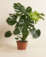 Monstera Deliciosa