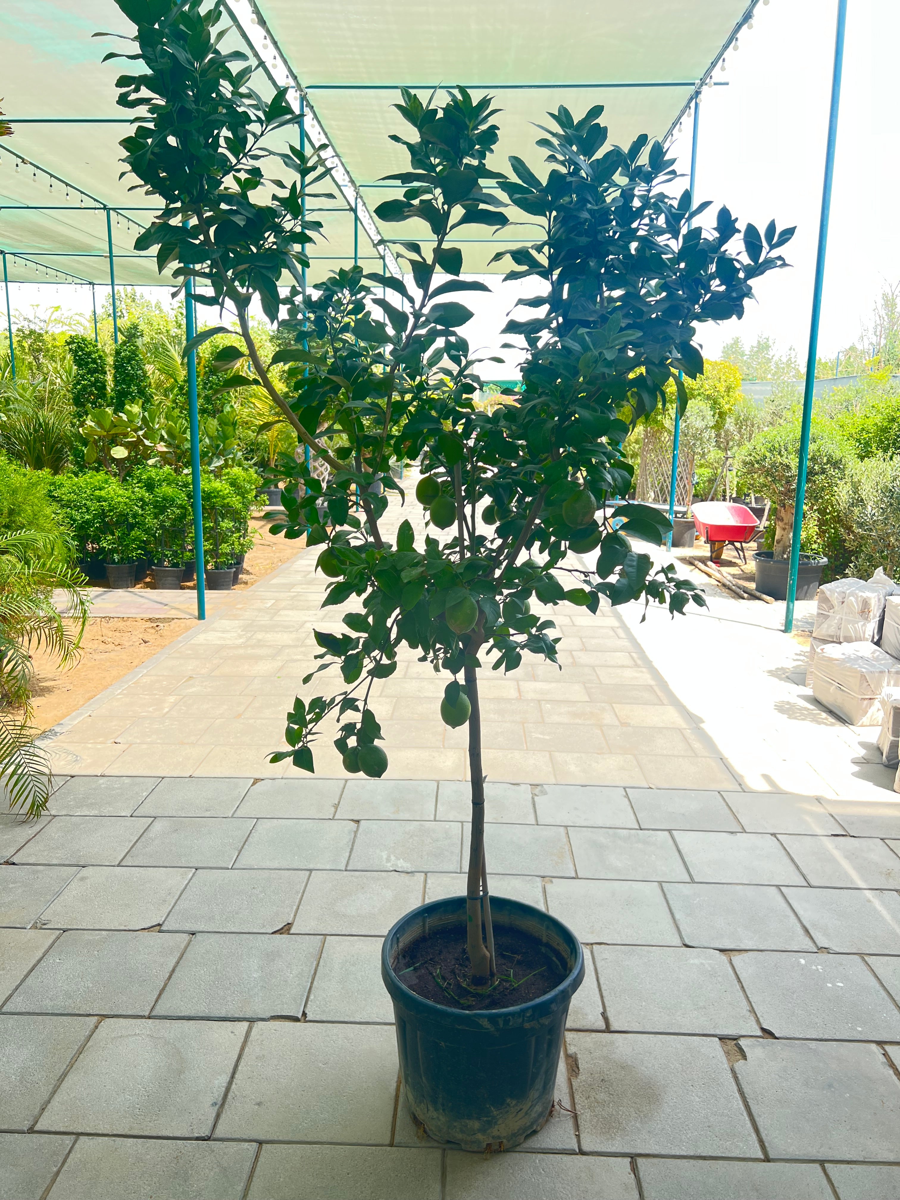 Citrus Lime Tree 200cm